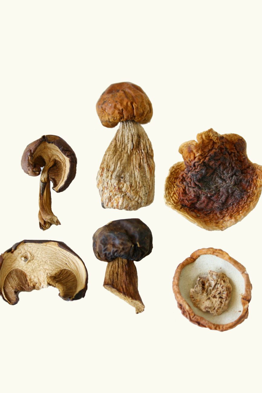 dried mushrooms