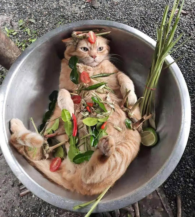 fruit and vegetables recipe for cat