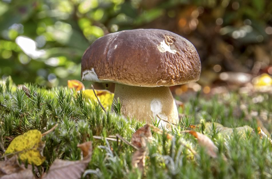 purple porcini with mint and lemon recipe