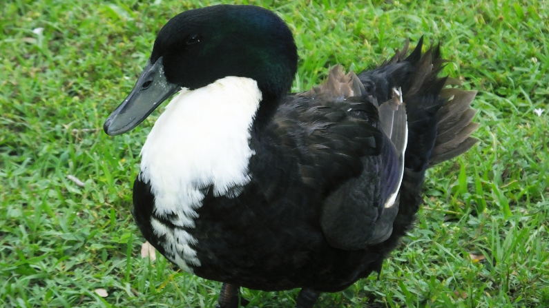 andalusian duck
