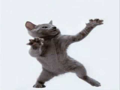 cat dance