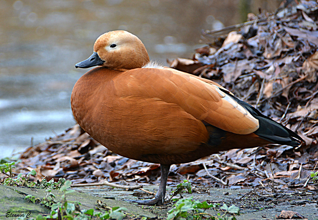 duck on ginger iii