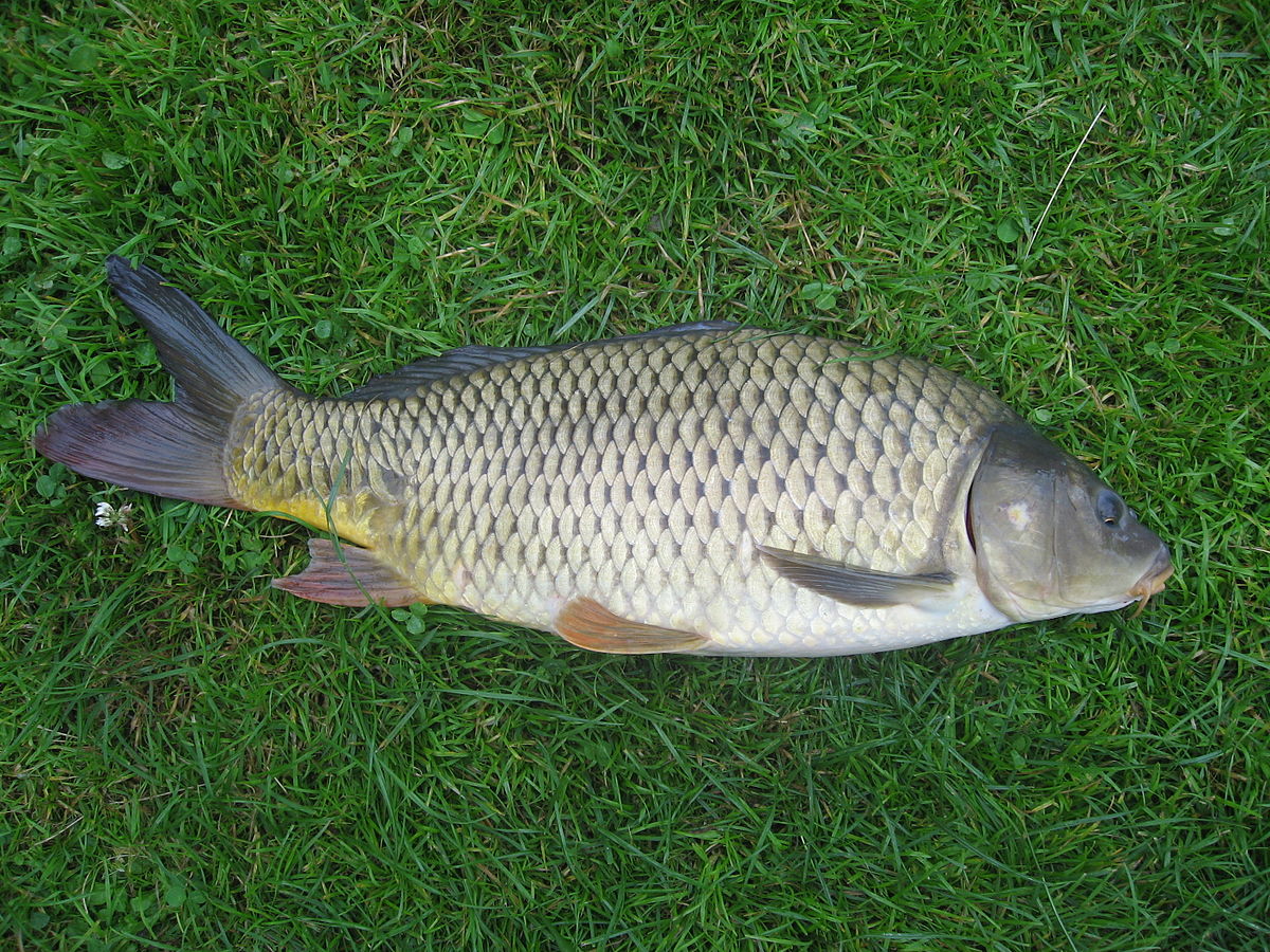 indian carp 1