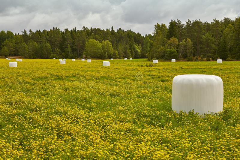 mustard silages