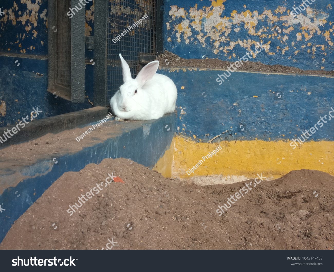 rabbit in sumava