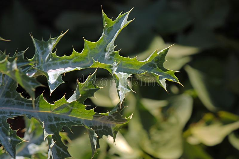 spiny poppyseed