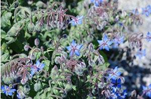 green smoothie with borage and capers