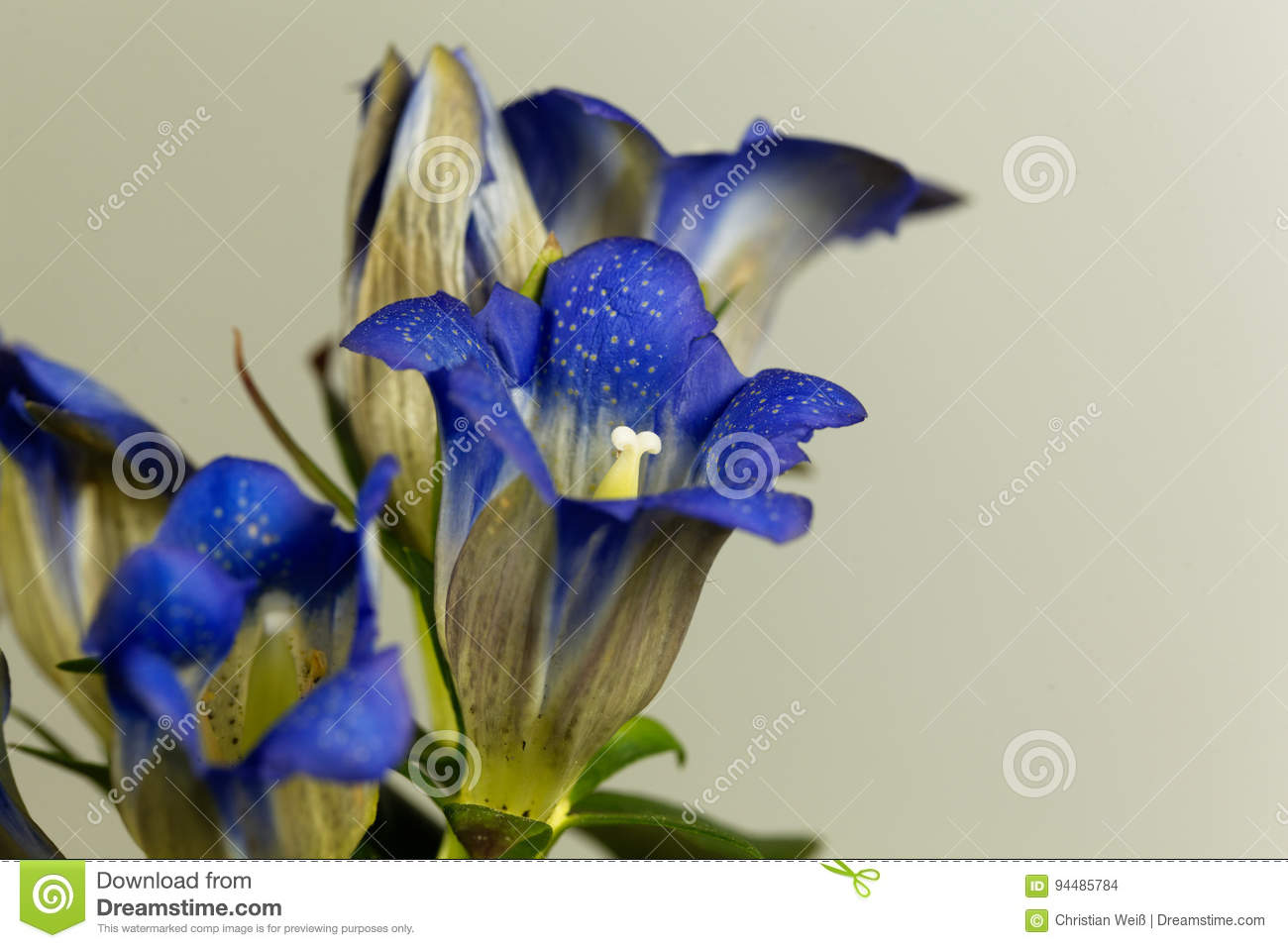 grilled gentian