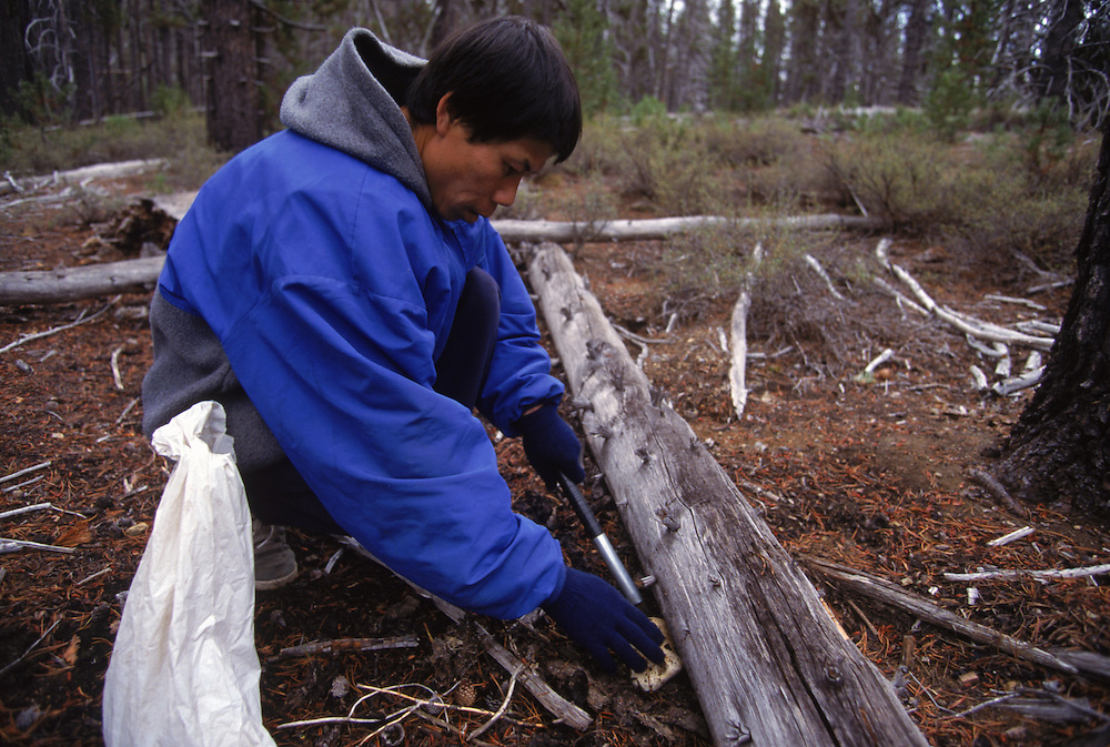 mushroom picker