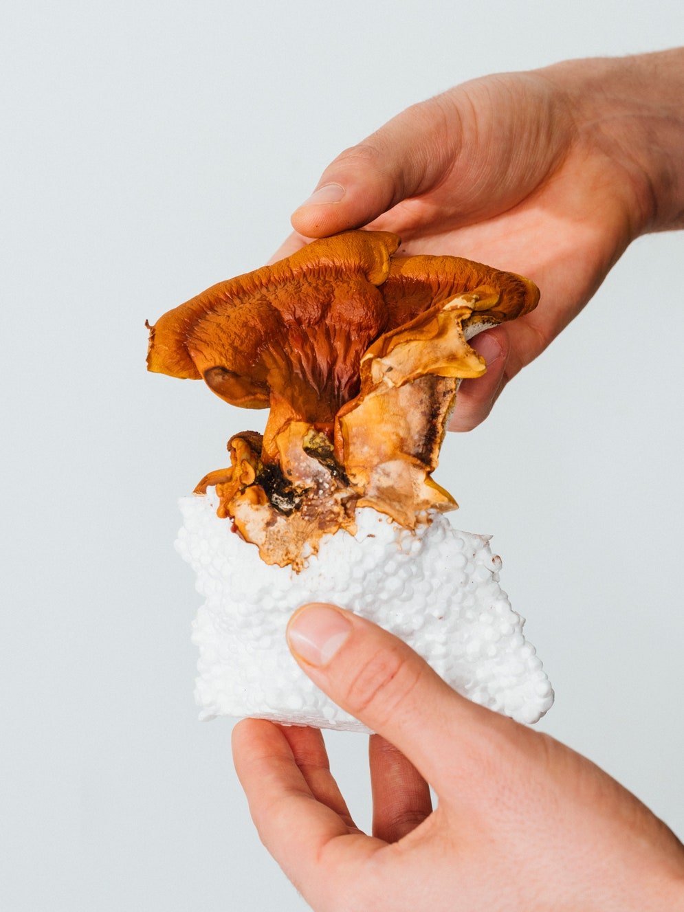 mushrooms in triple coating