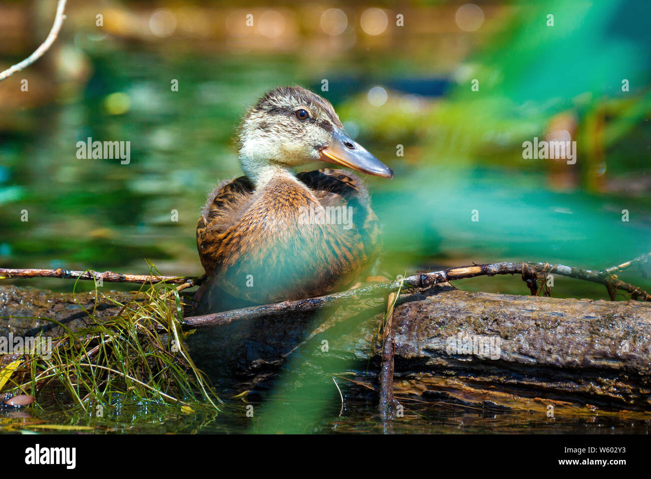 romanian duck