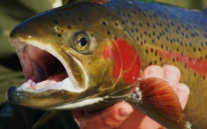 trout with raw surprise