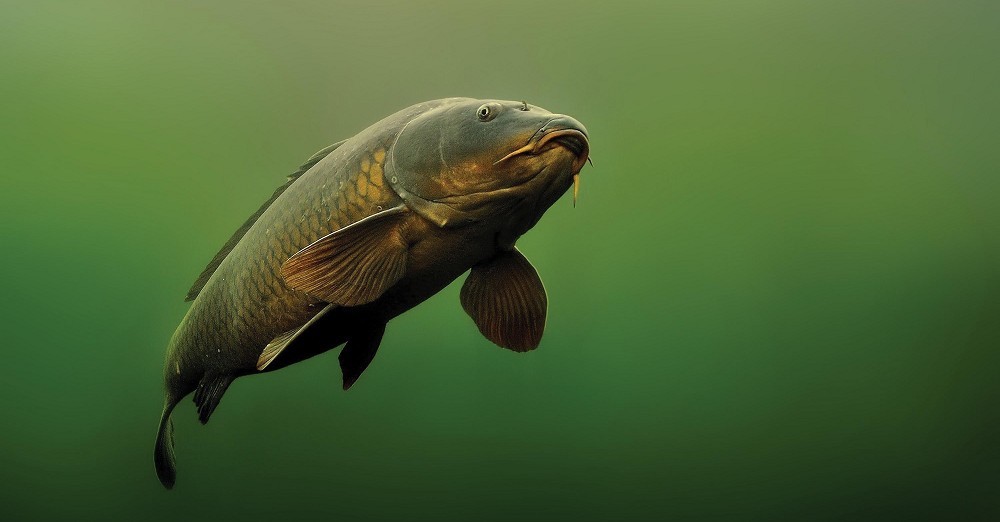 carp according to ruprecht