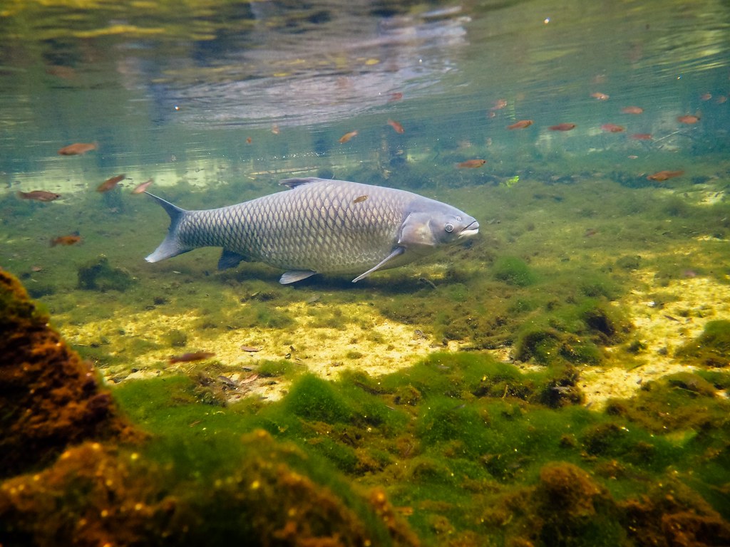 carp on blue