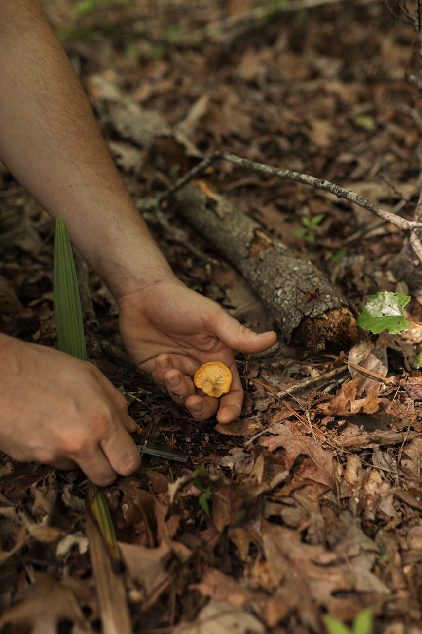 deer polka with chanterelles