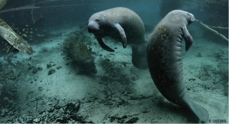 luxury manatees