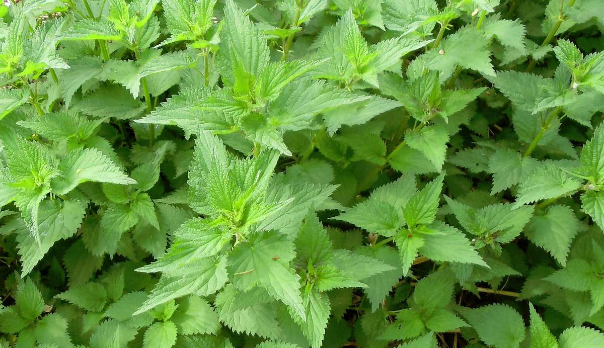 nettle puree