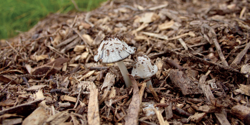 spread of sterilised mushrooms