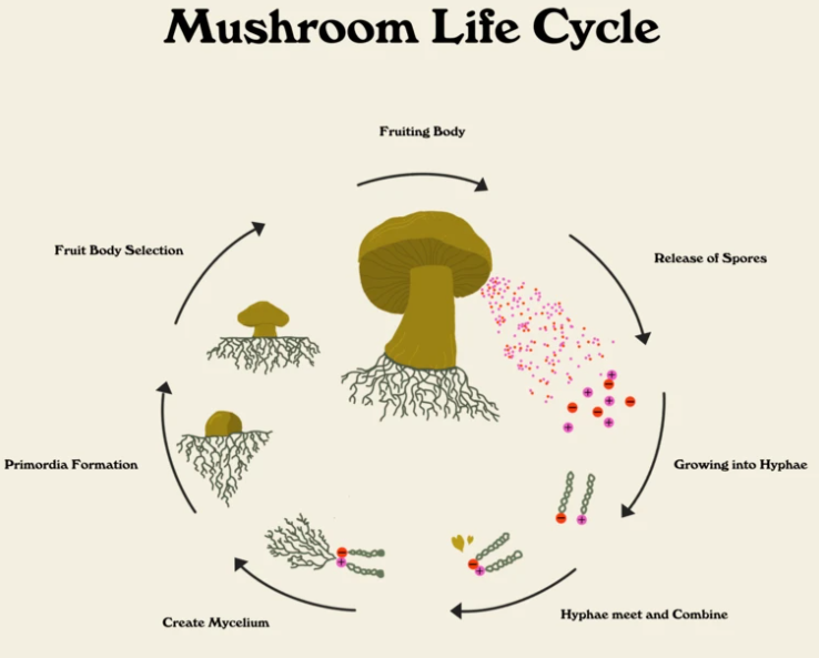 spread of sterilised mushrooms