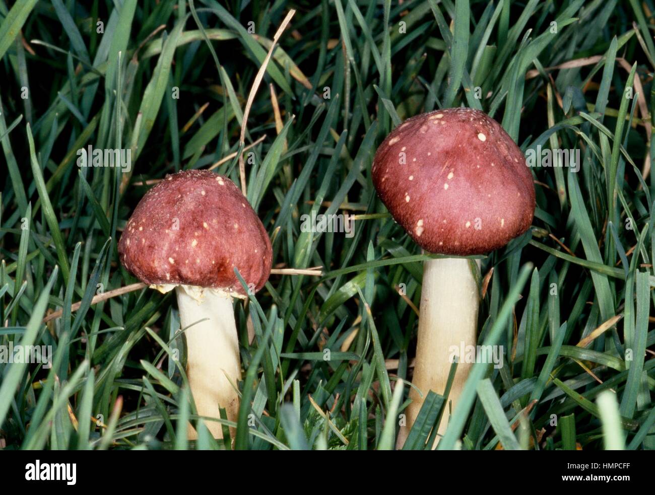 burgundy mushrooms