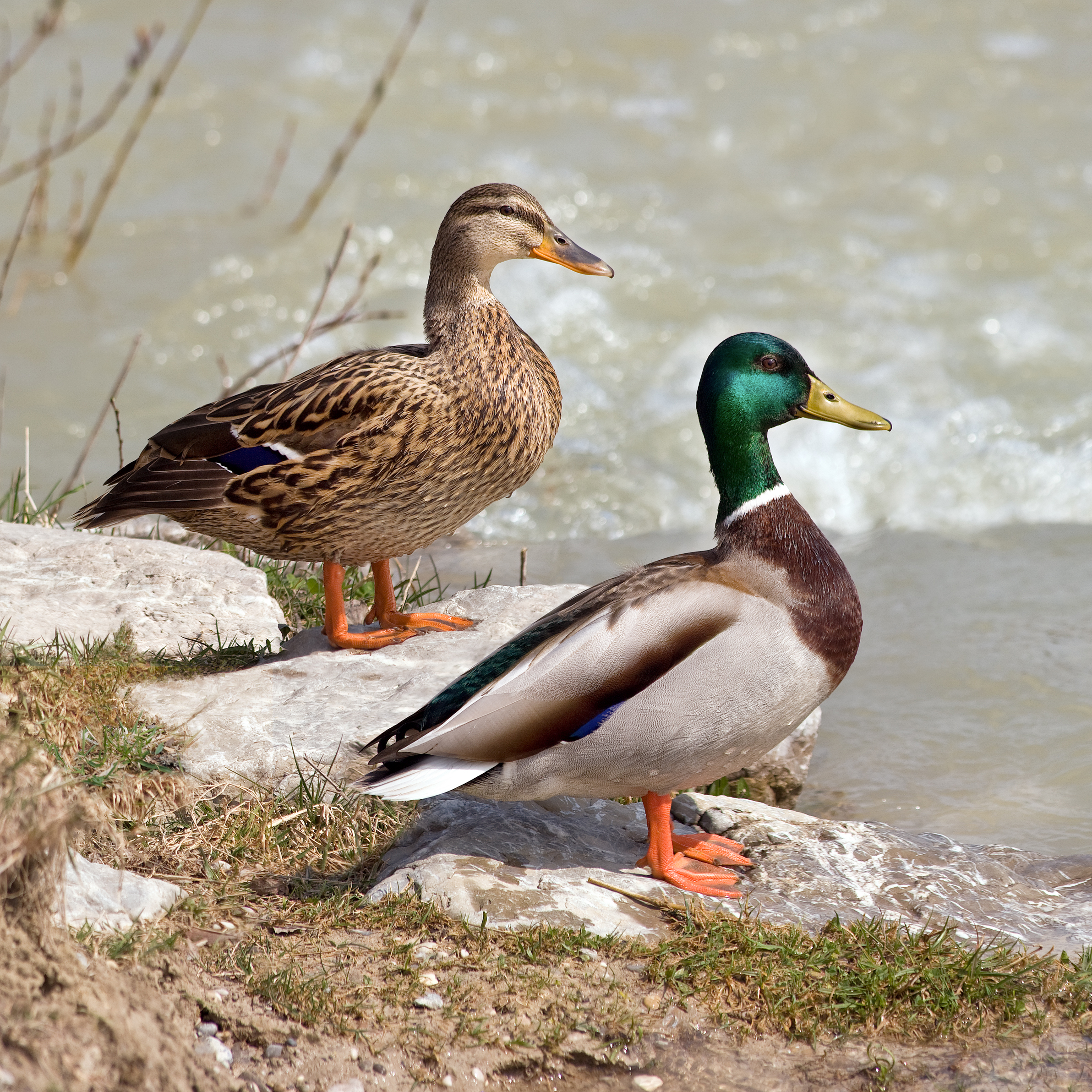 mallard breast on apricots