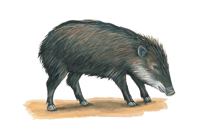 peccary