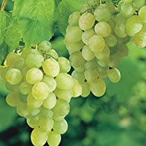 recipe to make a wine making kit for home grown white sweet seedless grapes