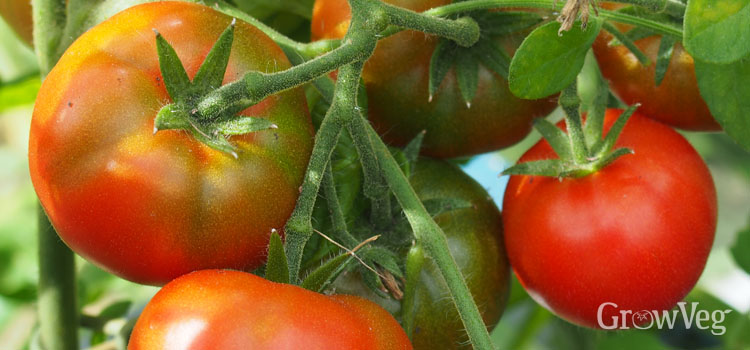 ripening status of tomatoes to make tomato sauce