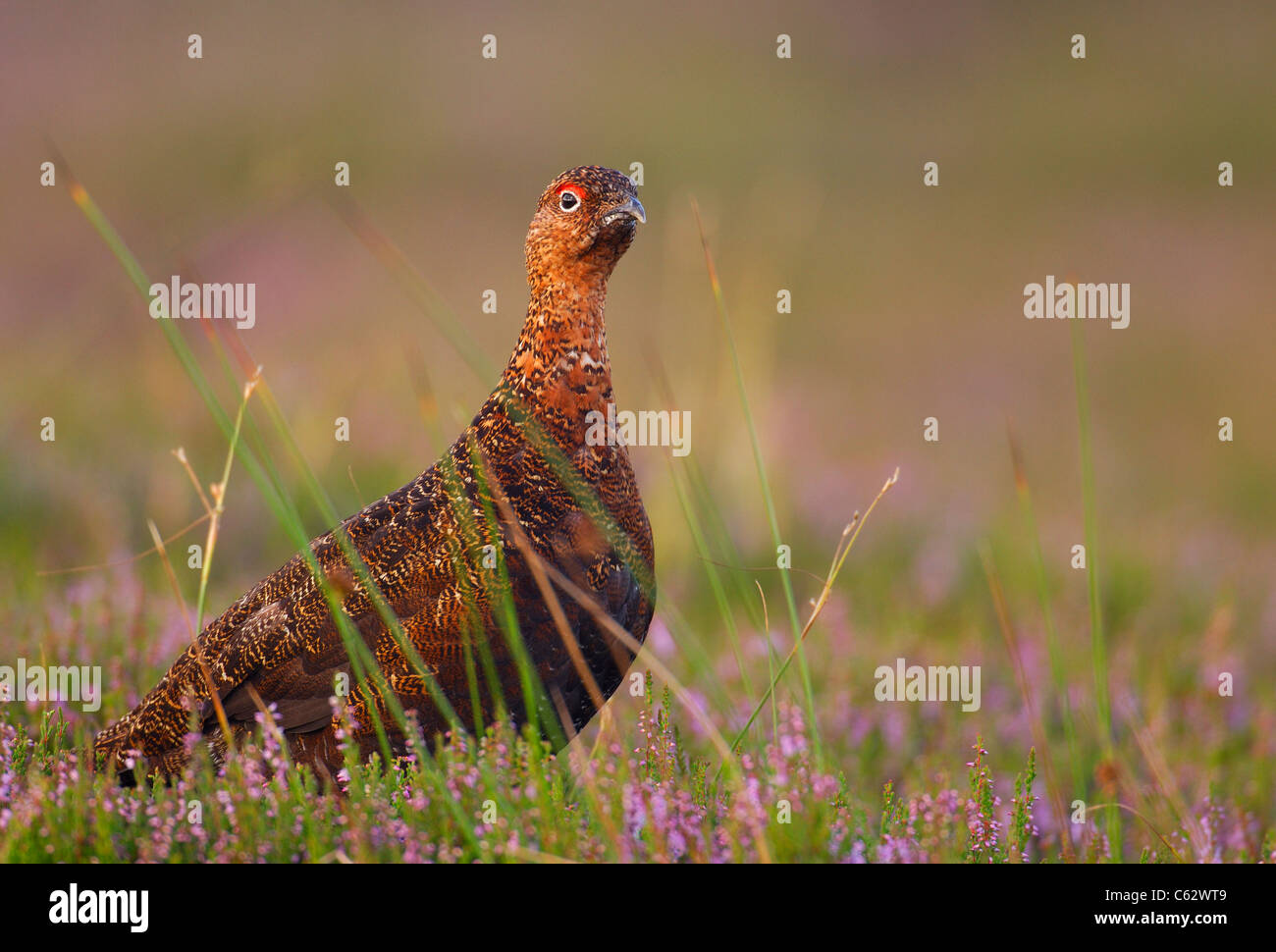 scottish grouse