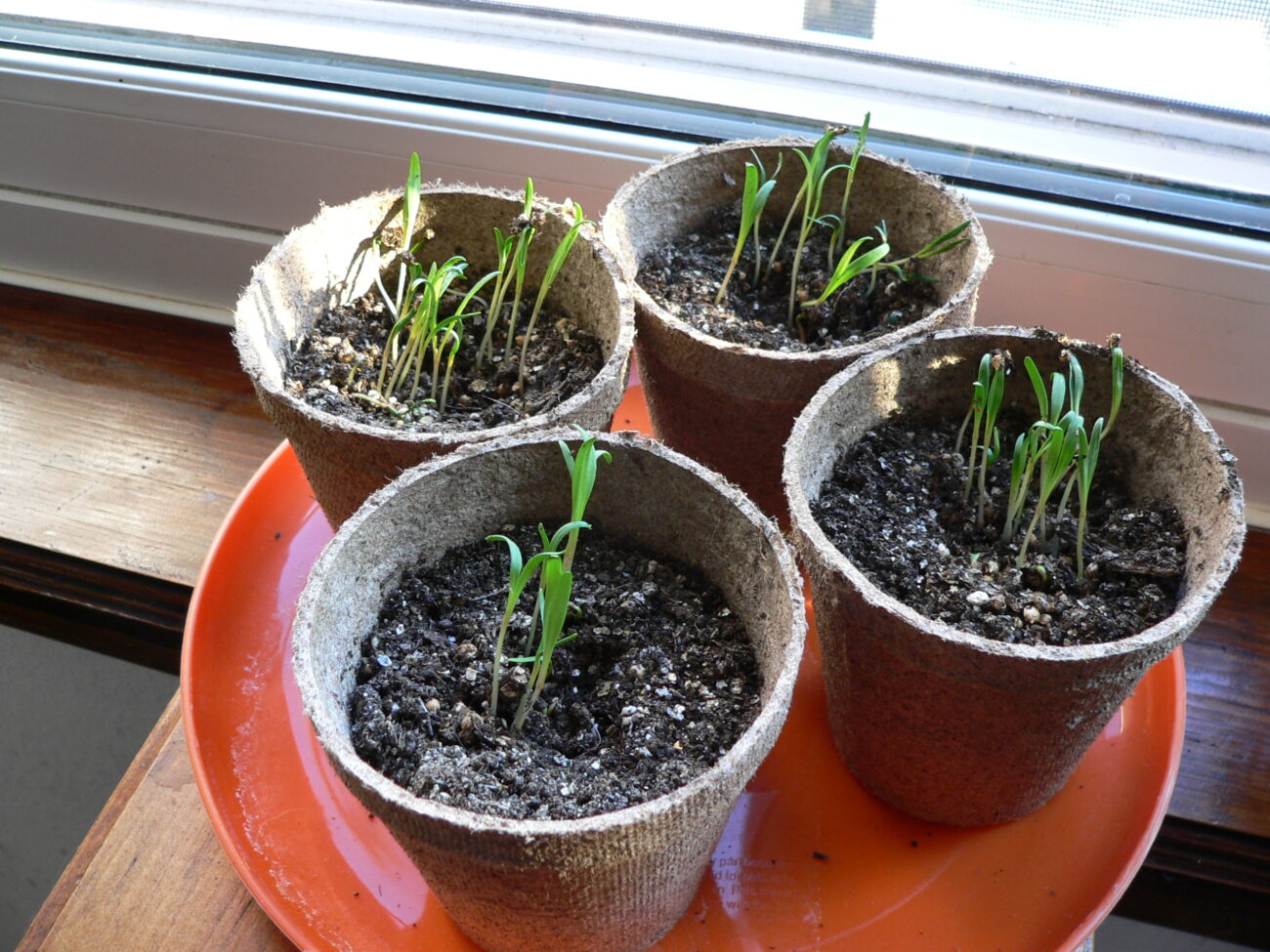 spinach seedling